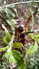Dysdercus albofasciatus