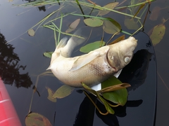 Catostomus commersonii