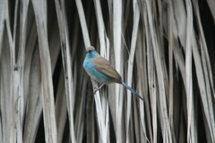 Uraeginthus bengalus