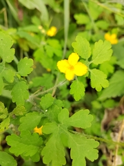 Chelidonium asiaticum