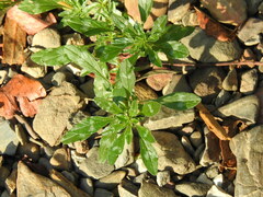 Amaranthus blitoides
