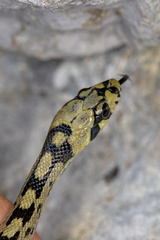 Zamenis scalaris