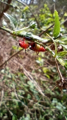 Dysdercus albofasciatus