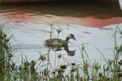 Alopochen aegyptiaca