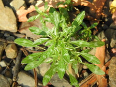 Amaranthus blitoides