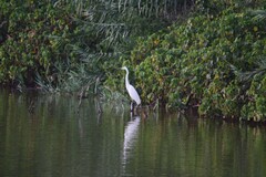 Ardea alba