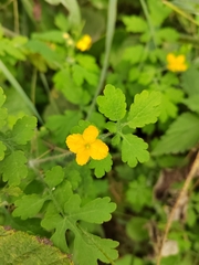 Chelidonium asiaticum