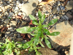 Amaranthus blitoides