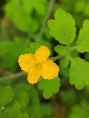 Chelidonium asiaticum
