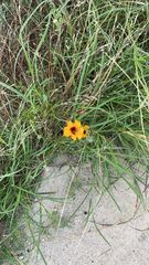 Thelesperma filifolium