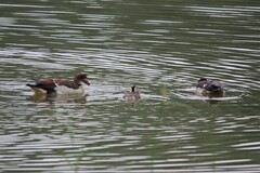 Alopochen aegyptiaca