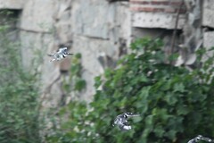 Ceryle rudis rudis