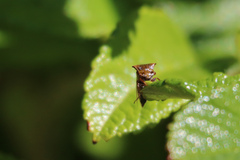 Stictocephala basalis