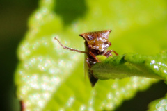 Stictocephala basalis