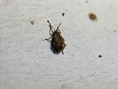 Pseudoedophrys hilleri