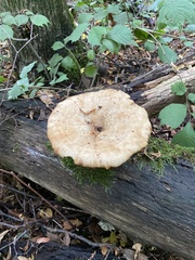 Cerioporus squamosus