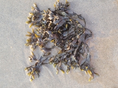 Fucus distichus