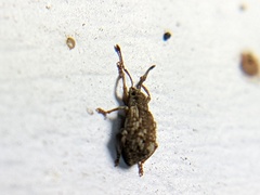 Pseudoedophrys hilleri
