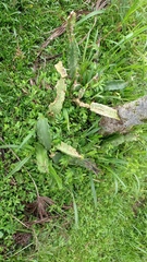 Hylocereeae