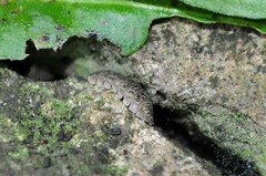 Armadillidium versicolor