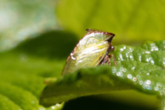 Stictocephala basalis