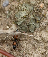 Opisthopsis picta