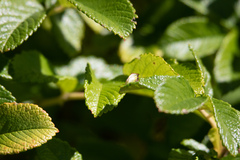 Stictocephala basalis