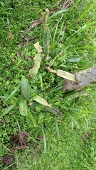 Hylocereeae