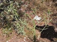 Thesium divaricatum