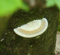 Trametes lactinea