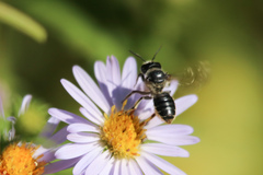 Megachile relativa