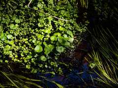 Hydrocotyle americana