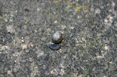 Armadillidium versicolor