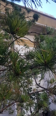 Pinus sylvestris