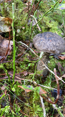 Tylopilus formosus