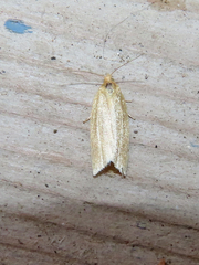 Clepsis clemensiana