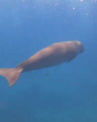 Dugong dugon