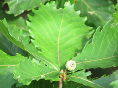 Quercus crispula