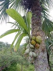 Clowesia russelliana
