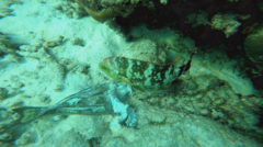 Cheilinus trilobatus