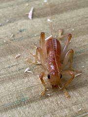 Camptonotus carolinensis