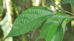Ficus irisana