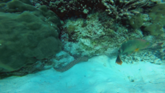 Cheilinus trilobatus