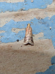 Eulogia ochrifrontella