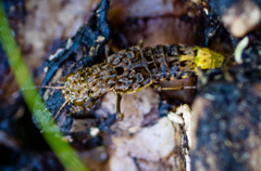 Ontholestes cingulatus