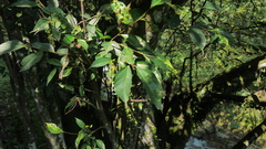 Ficus irisana