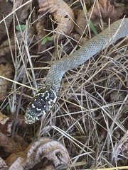 Hierophis viridiflavus
