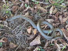 Hierophis viridiflavus