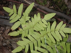 Osmunda regalis