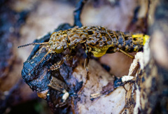 Ontholestes cingulatus